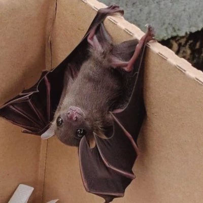 When you are the KNight but also ruggedly handsome. Not to be confused with the WuHan Bat🦇. Undercover trying to keep watch. Justice is coming!