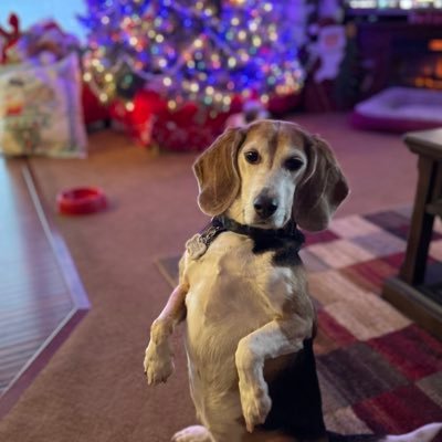 I’m Teddy aka Teddy Bear, Tedders, Tedder Tot, etc. Former research beagle living the good life now! I live with my human family & my dog brothers Sammy & Rigby