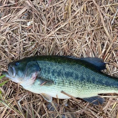 shachooo1's profile picture. standfmフォロワー3000人超え┃グループ音声配信【水辺チャンネル】メンバー┃人の話しを聴くのが好き┃多くの人と楽しめる事が好き┃声で繋ぐ番組【VOICEtoVOICE】運営中┃元ドラマー┃建築業の個人事業主┃究極にゲラ