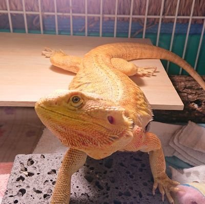 liiv31さんのプロフィール画像