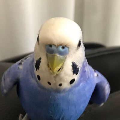 こてっちゃん(小手川怜)さんのプロフィール画像