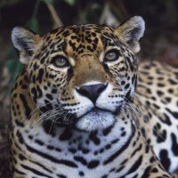 Costa Rica Conservation(@CR_Conservation) 's Twitter Profile Photo