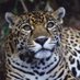 Costa Rica Conservation (@cr_conservation) Twitter profile photo Costa Rica Conservation (@cr_conservation) Twitter profile photo