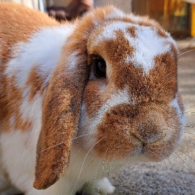 Flan Memorial 🥕🐇🍮🕊️ Profile