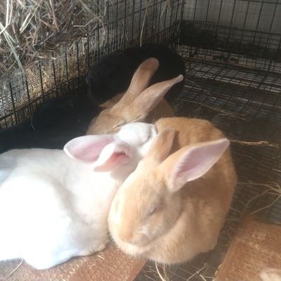 FollowsRabbits Profile Picture