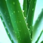 thinkaloevera's profile picture. An Independent Distributor of Forever Living Products supplying pure, natural aloe vera based products.