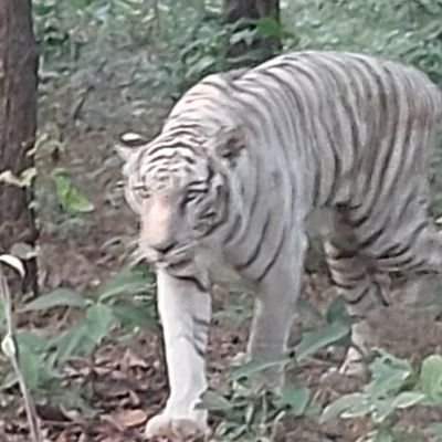 Surendr60851362's profile picture. 