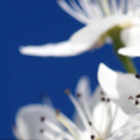 Betti Moser (@apriltext) 's Twitter Profile