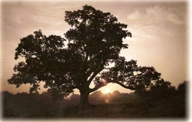 ShiatsuLaurie's profile picture. 