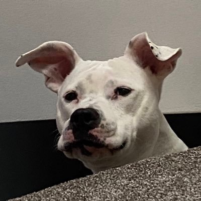 Spayde Profile