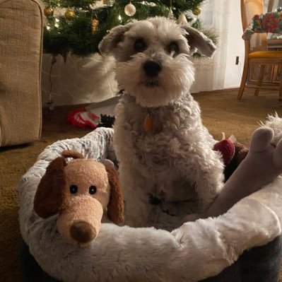 I’m a schnauzer rescued July ‘18. Love my stuffed toys & naps. Total mamas boy. Diabetic. Account inherited from Coconut the westie bichon-OTRB May ‘18❤️