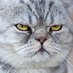 el gato cara de orto (@ricardo32970981) Twitter profile photo el gato cara de orto (@ricardo32970981) Twitter profile photo