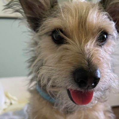 KatiePKetts's profile picture. Nana, Nurse-Attorney and Mama to Chance the Rapper Pup