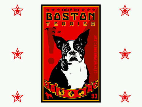 Virtual hangout for Boston Terriers & their friends, that also highlights plight of Boston Terriers & Dogs seeking forever homes. beantownsa@gmail.com