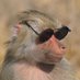 Mister Monkey (@octorom) Twitter profile photo Mister Monkey (@octorom) Twitter profile photo