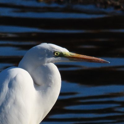 日本大学
-海洋生物資源科学科.海洋生物生理学研究室
ハクジラの音響分野に興味があります
生物音響/反響定位/頭骨/二次性徴/性的二形etc…
小型船舶一級/勇魚会/生物音響学会