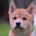 cmdingo (@cmdingo) Twitter profile photo cmdingo (@cmdingo) Twitter profile photo