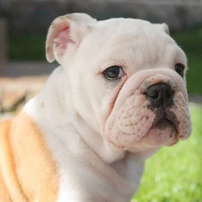 Englishbulldogh Profile Picture