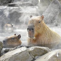 公式】カピバラの露天風呂 (@capybarabath) / X 公式】カピバラの露天風呂 (@capybarabath) / X