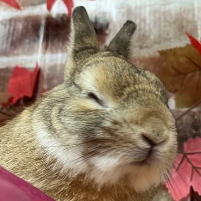 yukichi50776710's profile picture. 