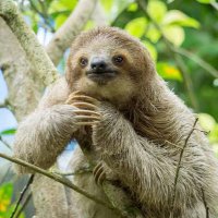 The Quamfy Sloth 🦥 (@yiorikas) 's Twitter Profile