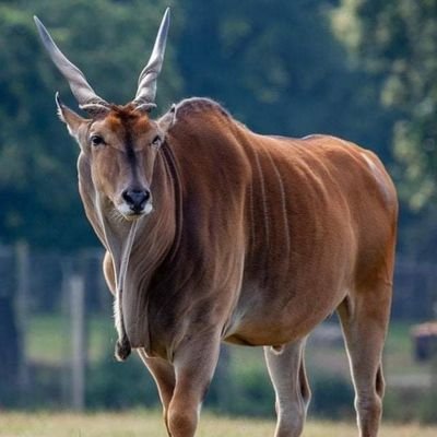 chigsbee's profile picture. hustler