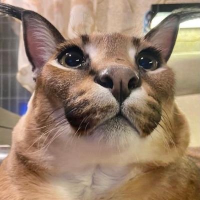 Almost forgot to post :0 #floppa #cat #caracal #floppafriday #meow #cu, caracal