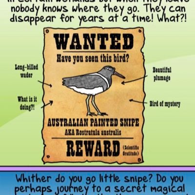 We are tracking the globally endangered Australian Painted-snipe, engaging wetland managers and guiding conservation efforts. https://t.co/Zx6DnzZIVp