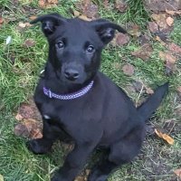 Andrew Ellis ❤️🦔 (@jacippet) 's Twitter Profile