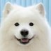Dog Lover (@dogloveart) Twitter profile photo Dog Lover (@dogloveart) Twitter profile photo