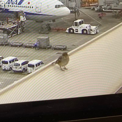 airman_wannabe's profile picture. 26卒/P(≠prosecutor)志望/航大受験/自社養成