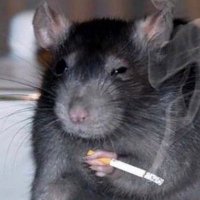 MAX69RAP (@max69rap_) 's Twitter Profile