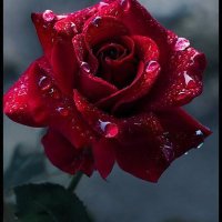 ЁЯТЦрдЧрдВрдЧрд╛тЬНя╕ПтЬНя╕П (@funneyj) 's Twitter Profile Photo ЁЯТЦрдЧрдВрдЧрд╛тЬНя╕ПтЬНя╕П (@funneyj) 's Twitter Profile Photo