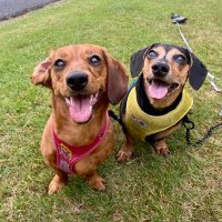 D2doxies(@d2doxies2) 's Twitter Profile Photo