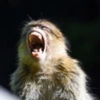 unmonoborracho's profile picture. Republicano, Antifascista, Feminista y toda esa mierda, me parece triste tener que especificar esto aquí pero a su vez lo veo necesario