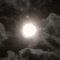 Lulu Lulu (@lulumuck) 's Twitter Profile