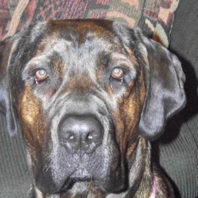 BennyGonzales1's profile picture. Redskins fan, bowling jester, DFS Fish, Jokic=MVP