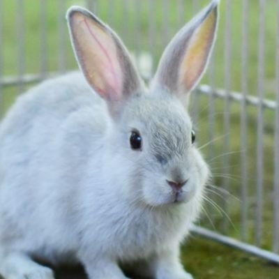 usappi_6682's profile picture. MISIAさんの曲に癒やされてます。