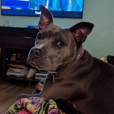 AlbinoLujan's profile picture. He/His/Chicanx/SACNISTA 🏳️‍🌈

Anatomy Professor & Industrial Hygienist