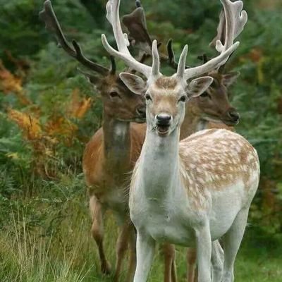 Welcome to our #hunting Love page. Follow our community if you are a #huntinglover This page is dedicated to  hunters.