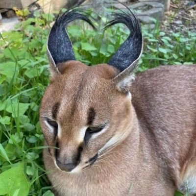 DemiSerpent264's profile picture. nope