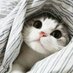 Sandra Mendoza (@sancs2) Twitter profile photo