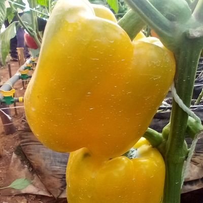 Horticulturalist, Entrepreneur, Trainer, Horticulture investment consultant, farmer, crop scientist.