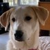 Kayโค๏ธRoxy & Rusty (@heinokay) Twitter profile photo Kayโค๏ธRoxy & Rusty (@heinokay) Twitter profile photo