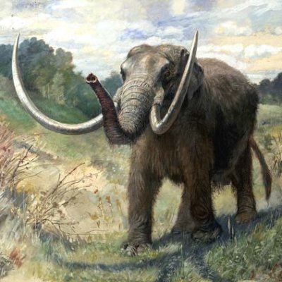 Ask me about my extinct proboscidean from the Pleistocene.