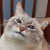 Kiwwa (@sanderj_98) 's Twitter Profile