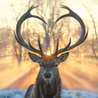 alixraven7's profile picture. 