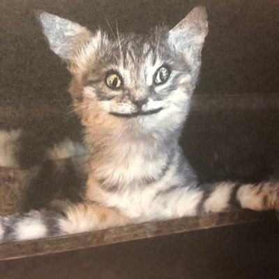 NathanWilliams_'s profile picture. Just trying to find my way..