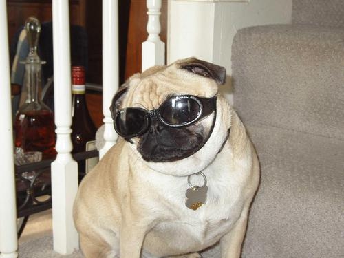 Proud Hokie Grad, DC Native, Pug Lover and More.
