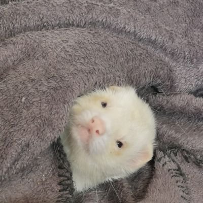 Sleepy ferret